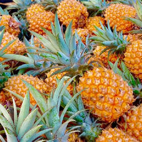 Ananas cayenne Ananas cayenne