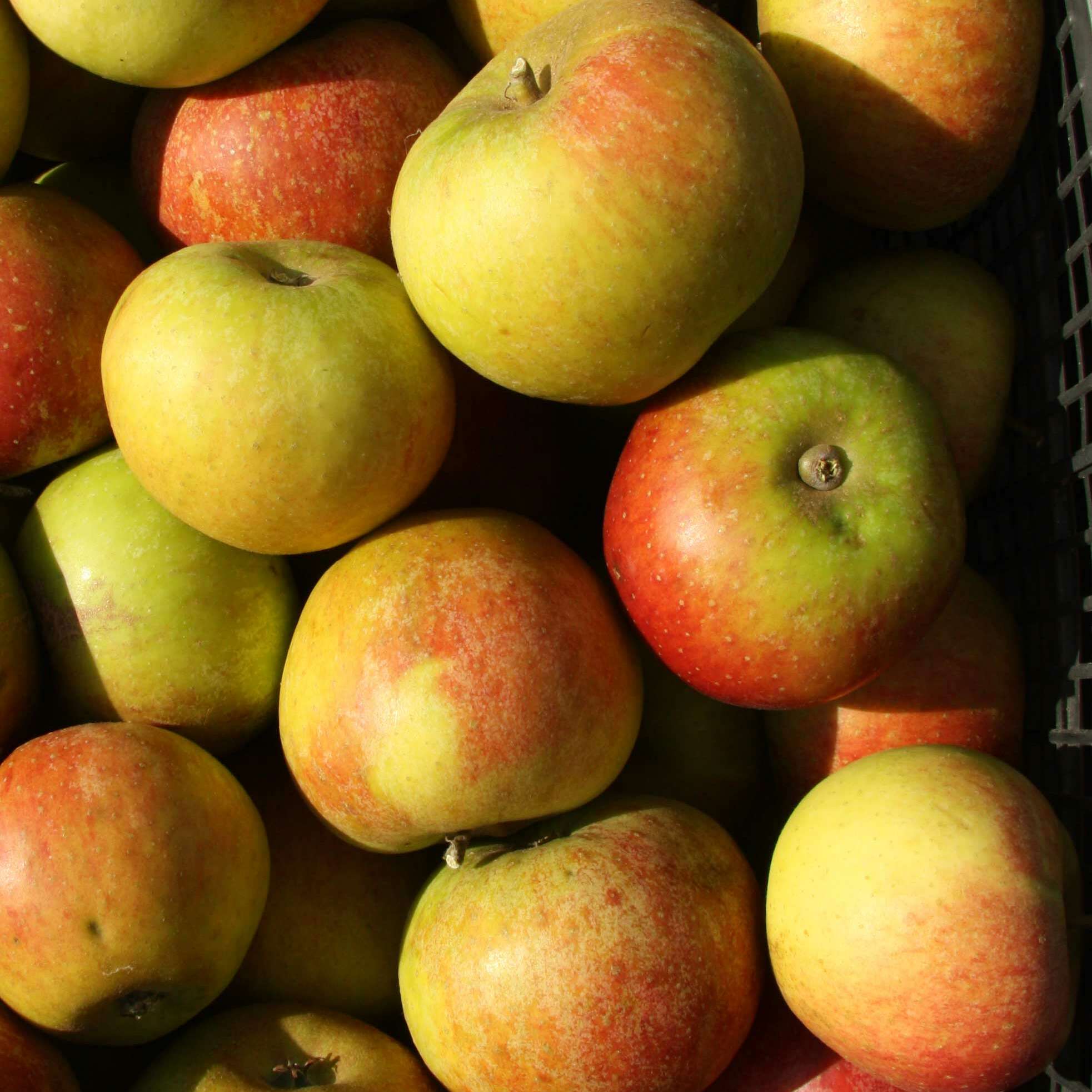 pomme-ancienne-du-val-de-loire-cox-orange