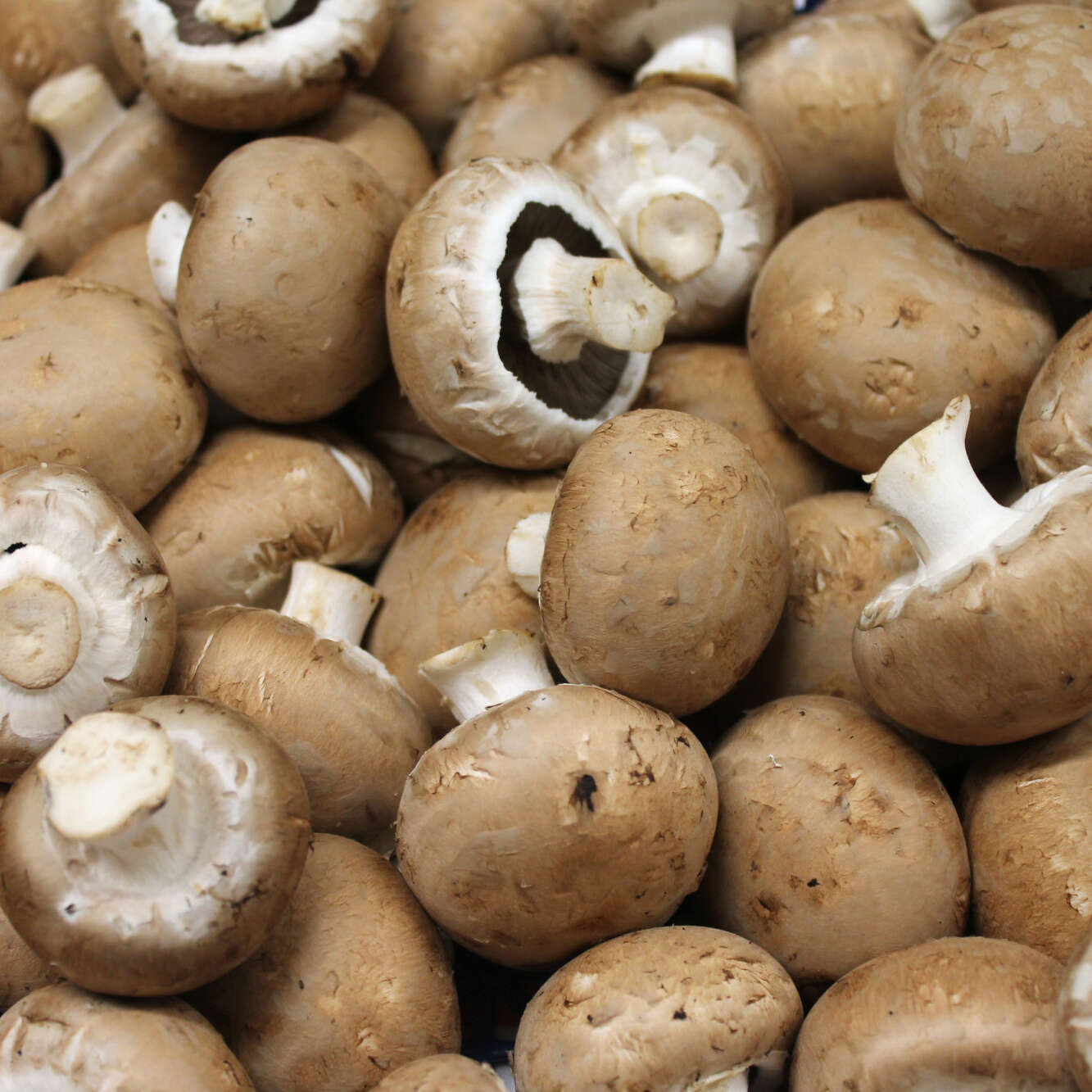 Champignons bruns