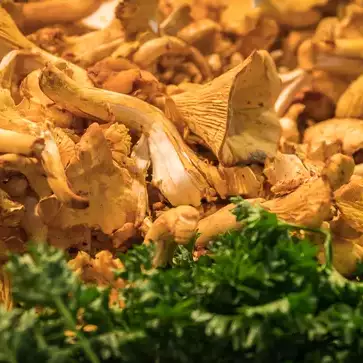 Chanterelles