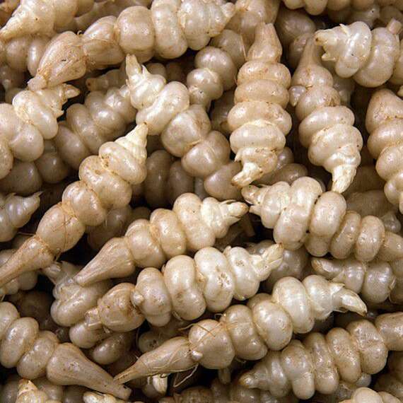 Crosnes