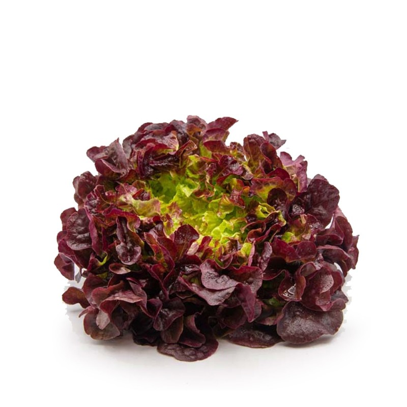 Feuille de chêne rouge