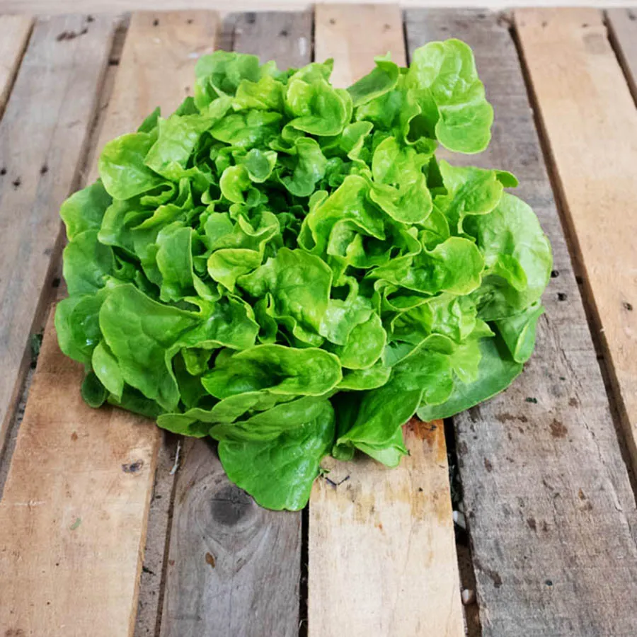 Feuille de chêne verte