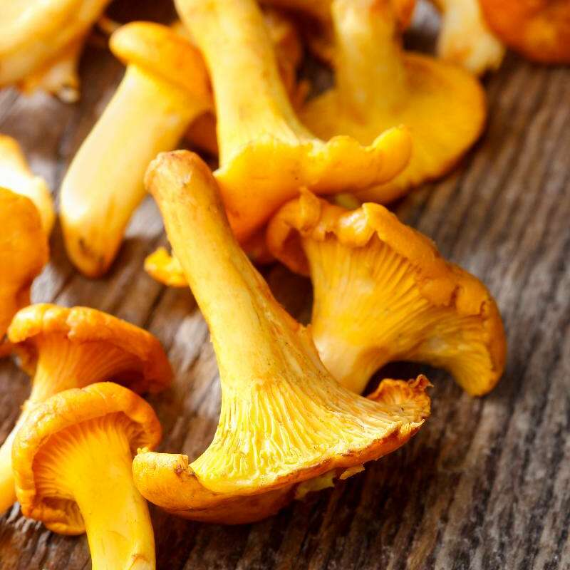 Girolles