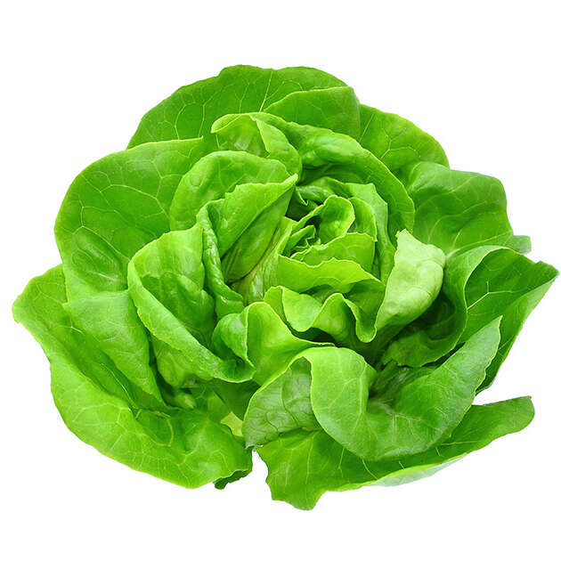Laitue Verte Laitue Verte