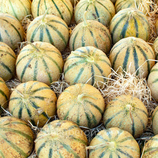 Melon Cavaillon