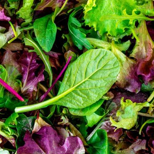 Mesclun Mesclun