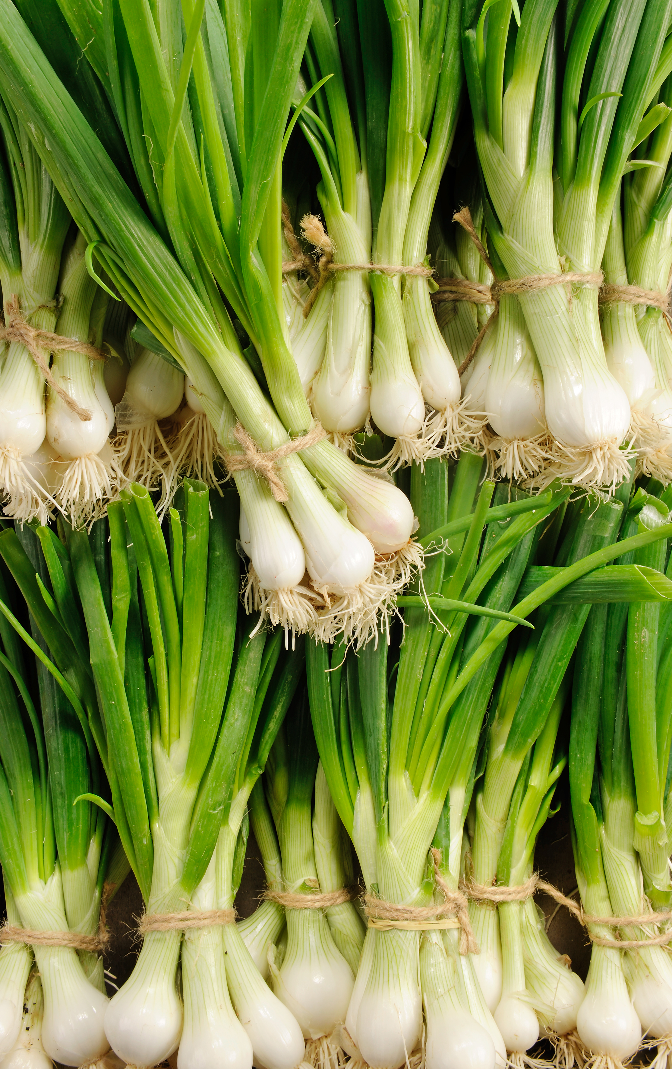 Oignons blanc botte
