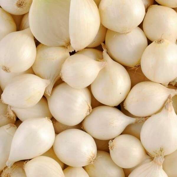 Oignons blancs Oignons blancs