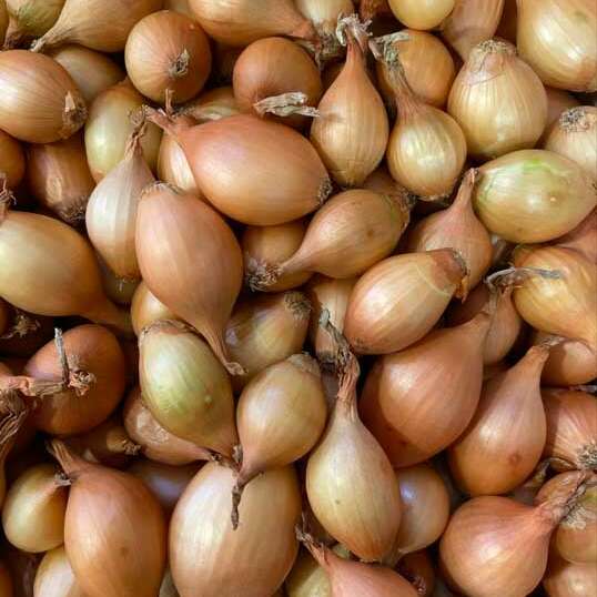 Oignons grelots Oignons grelots