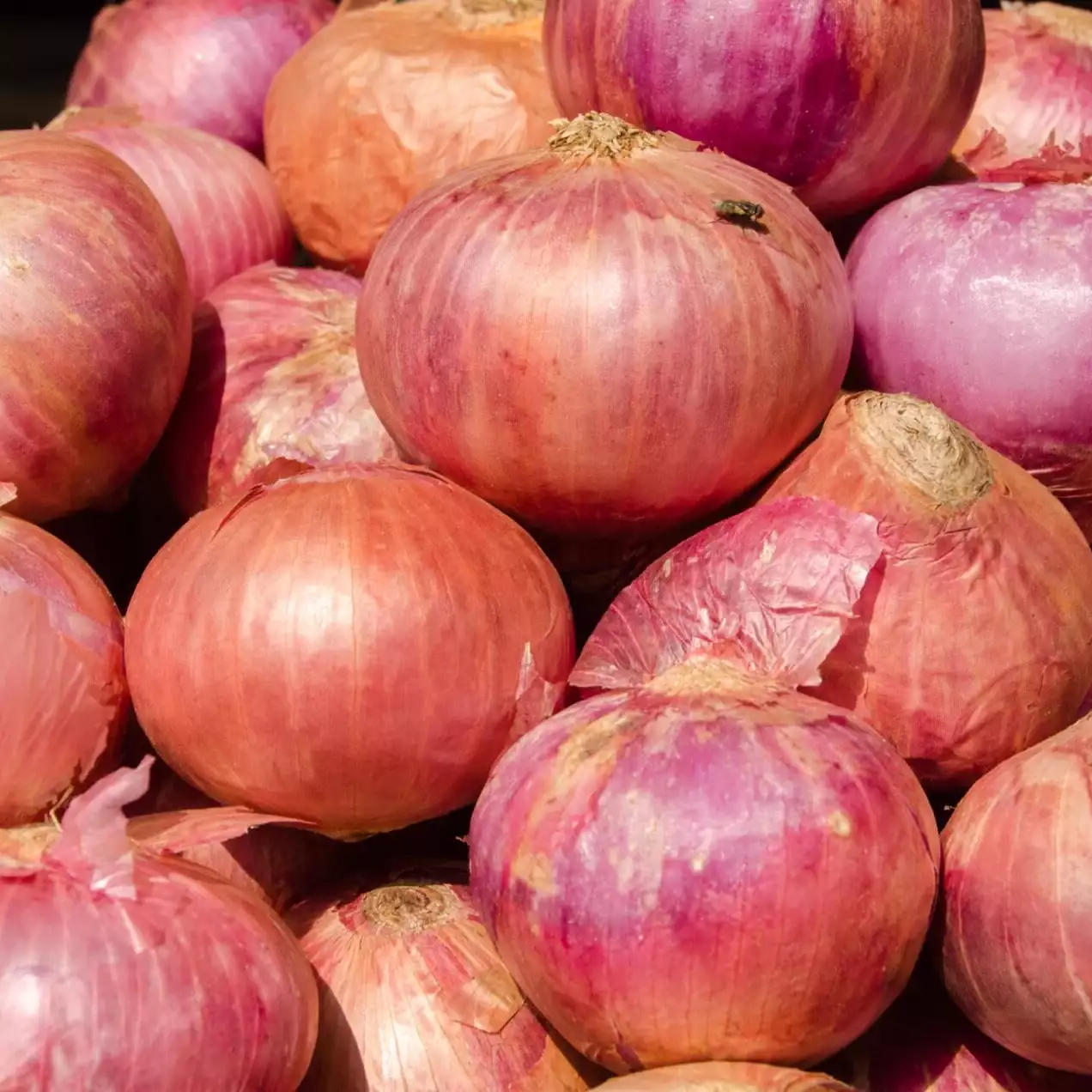 Oignons roses Oignons roses