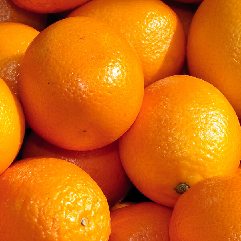 Oranges à jus salutianas