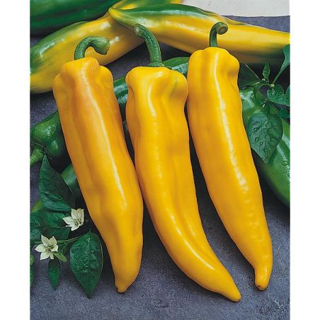 Poivrons Corne de Taureau jaunes