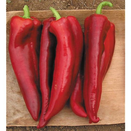 Poivrons Corne de Taureau rouges