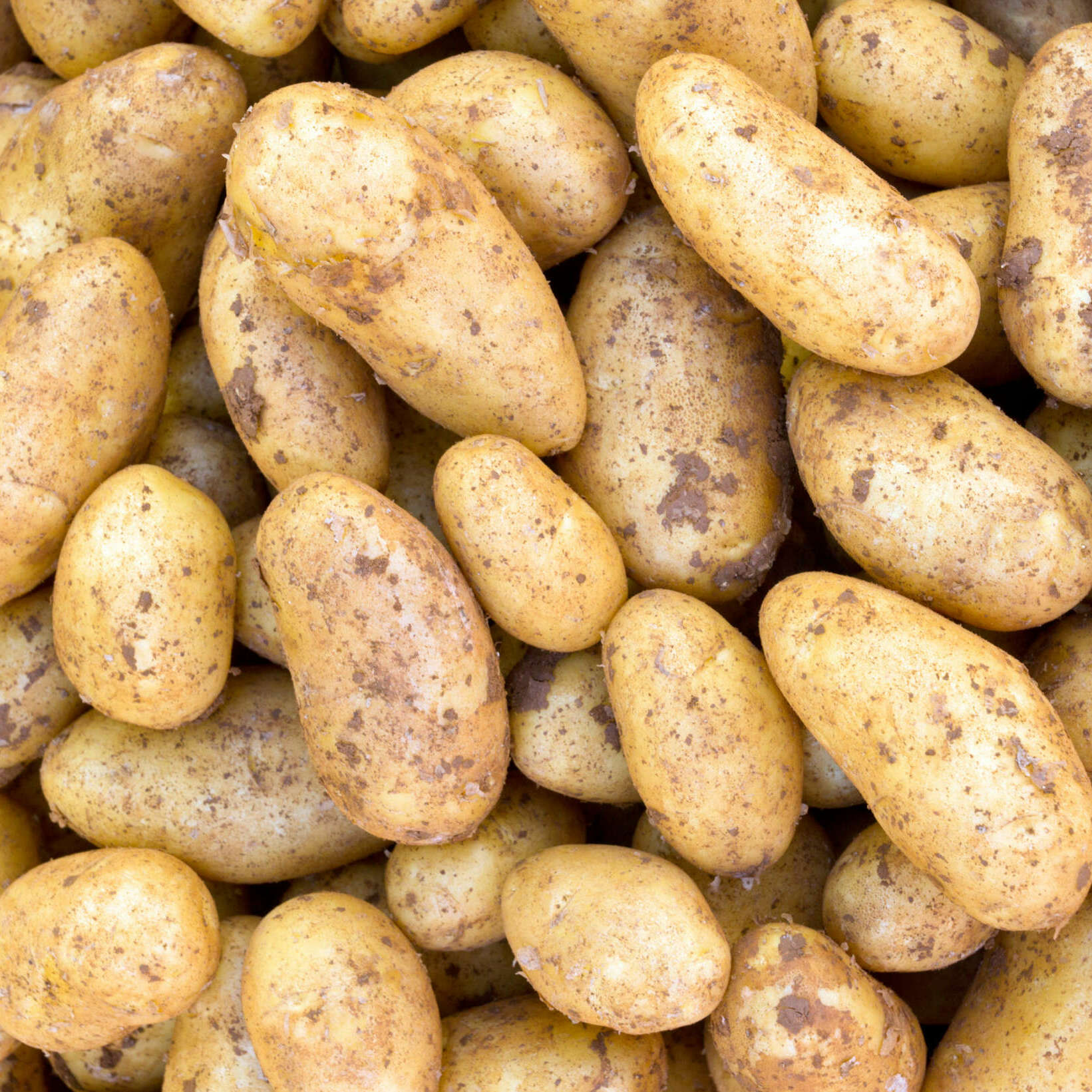 Pommes de terre Belle de Fontenay