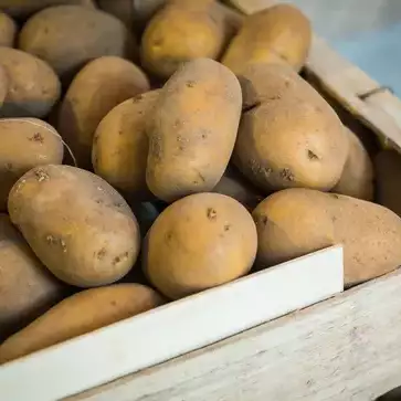 Pommes de terre Charlotte de Normandie