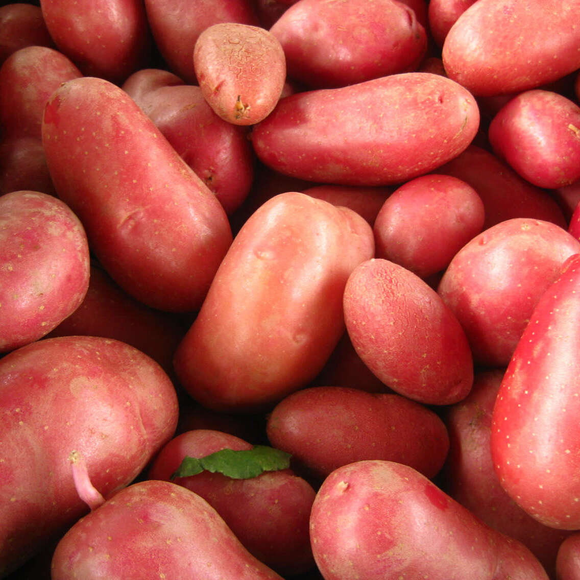 Pommes de terre Chérie