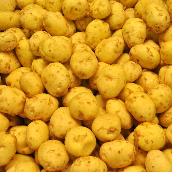 Pommes de terre Noirmoutier