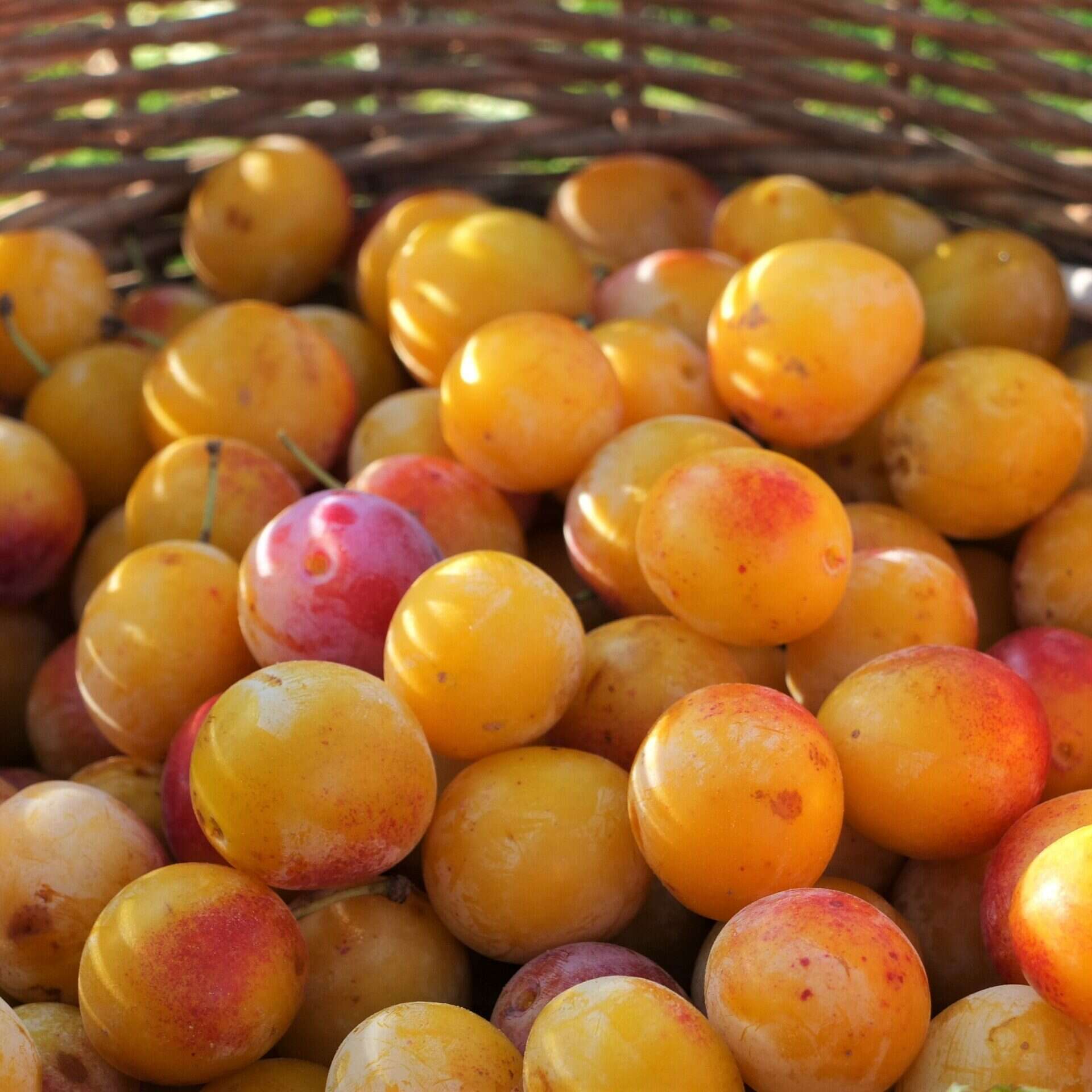 Mirabelles dans un panier. Mirabelles dans un panier.