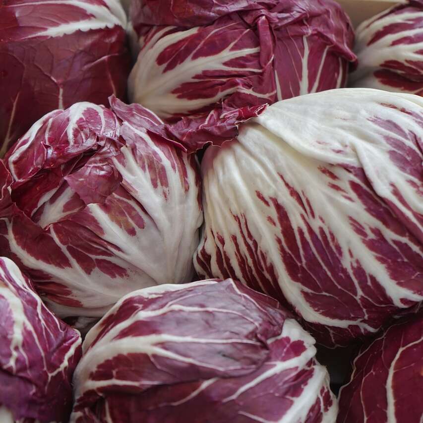 Salade Radicchio Salade Radicchio
