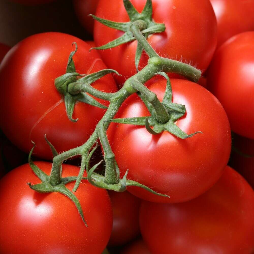Tomates Grappe Gustative