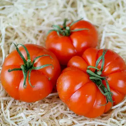 Tomates Rébellion