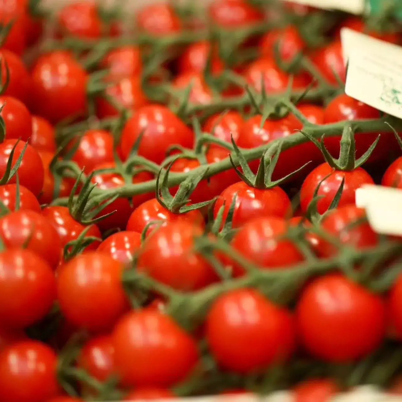 Tomates cerises Rabelais