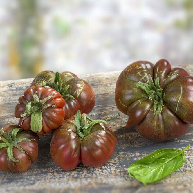 Tomates noires de Crimée