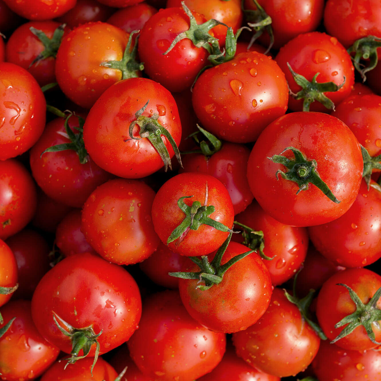 Tomates ronde