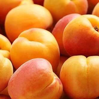 abricots extras