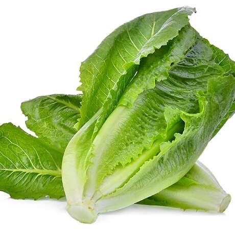 laitue-romaine laitue-romaine