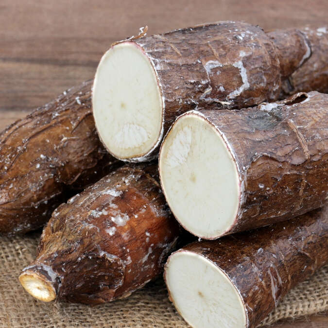 manioc